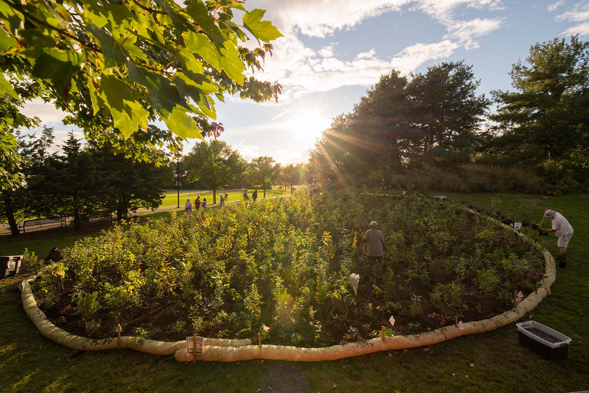 Les microforêts Miyawaki, une solution pour rafraichir nos villes ?