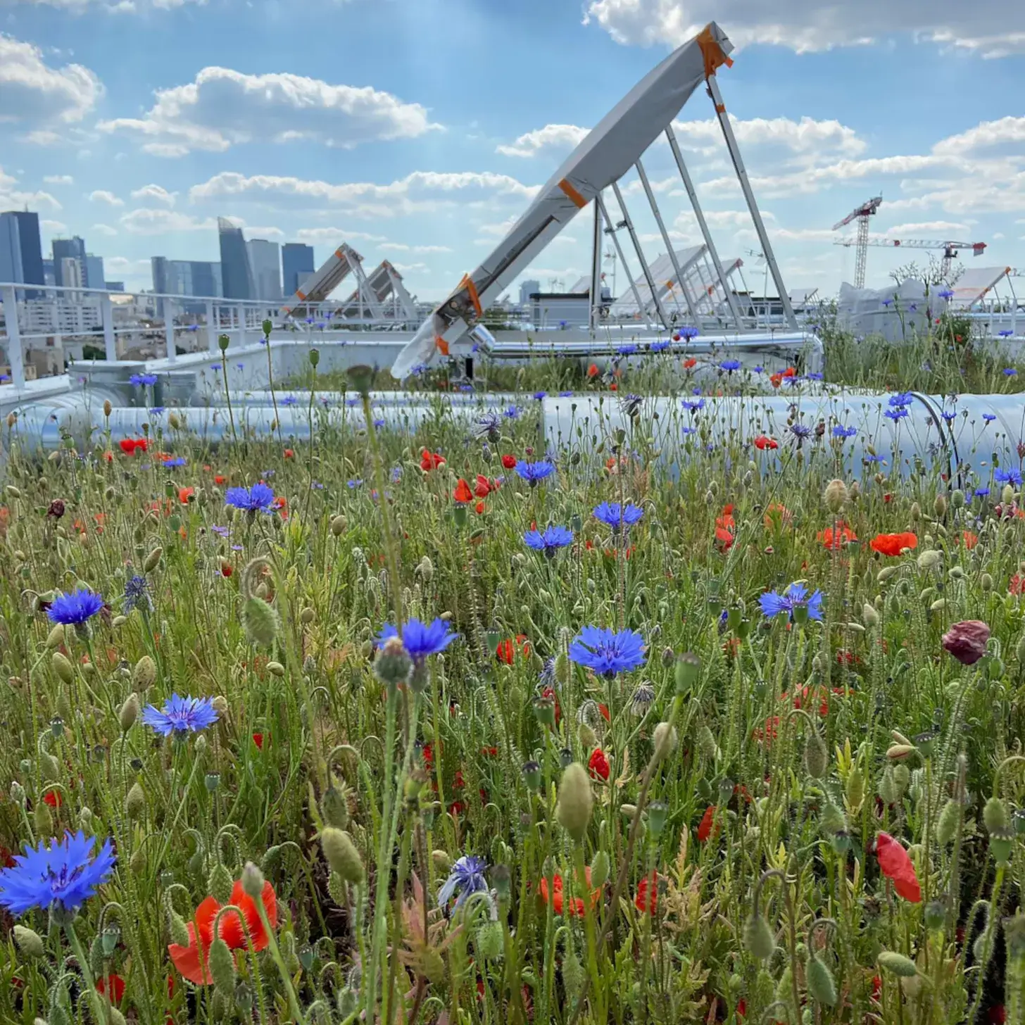 La biodiversité sur les toitures et terrasses des villes