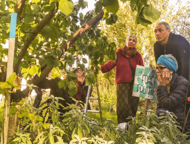 Le retour des arbres fruitiers en ville ?